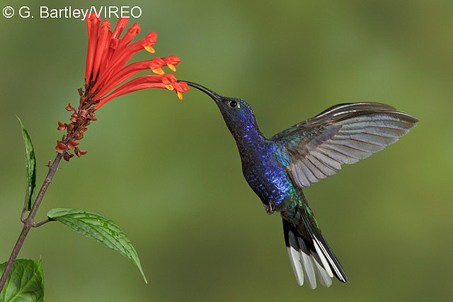 Violet Sabrewing b57-15-204.jpg